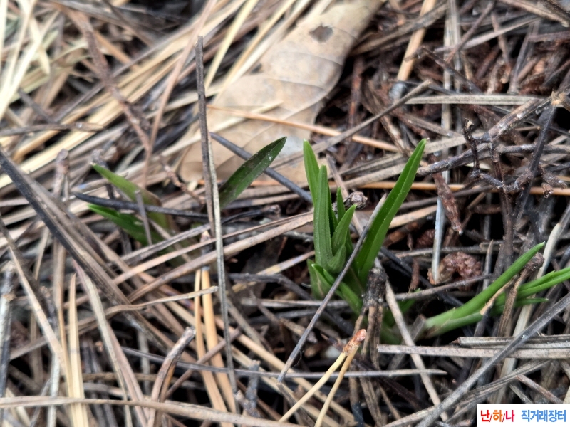 산채품 두화변 형제들