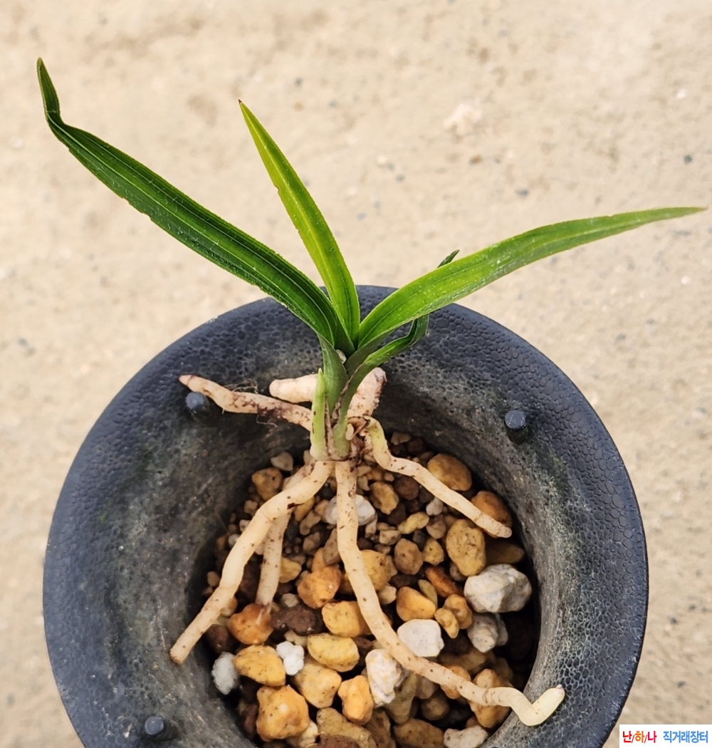 산채생강 입변서반