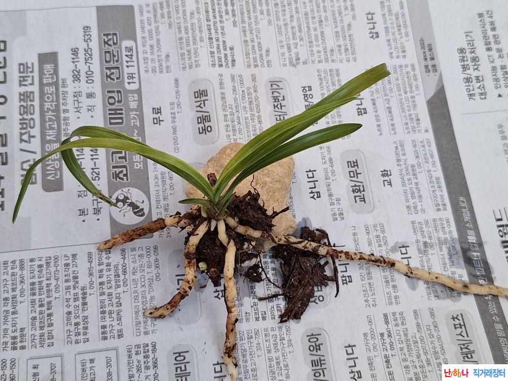 산채생강서반물