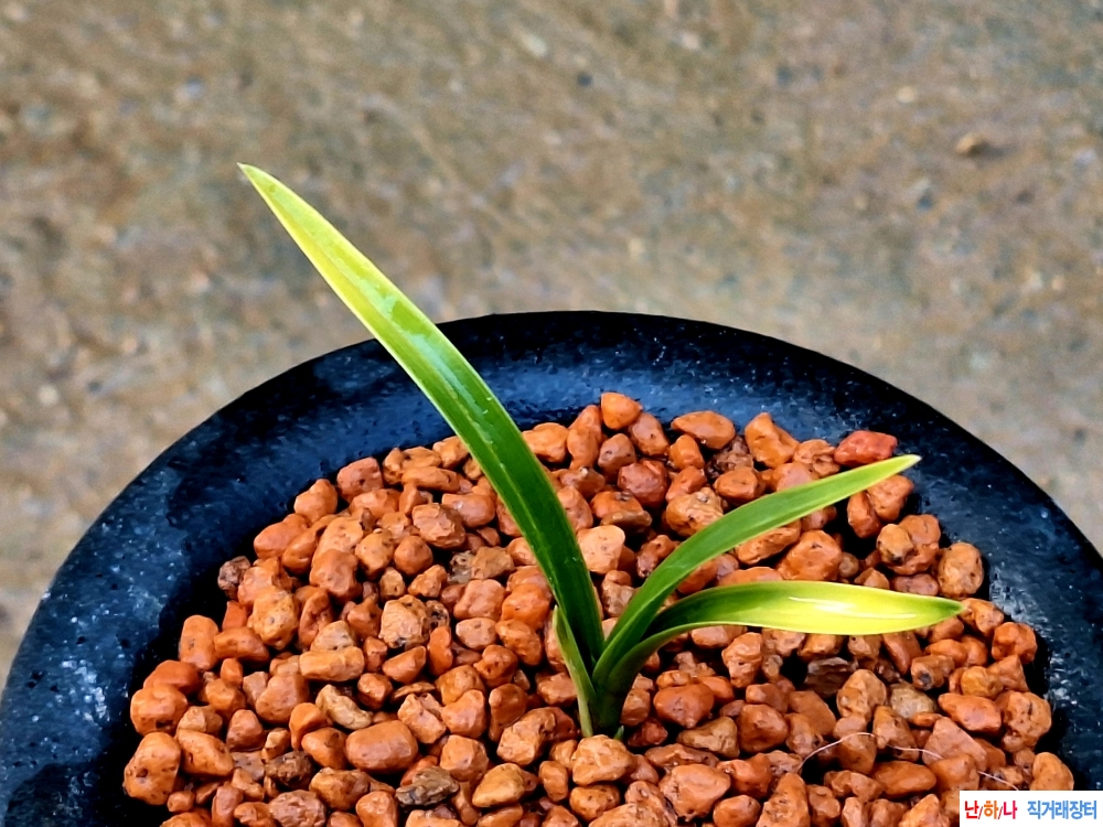 단엽성극황서반