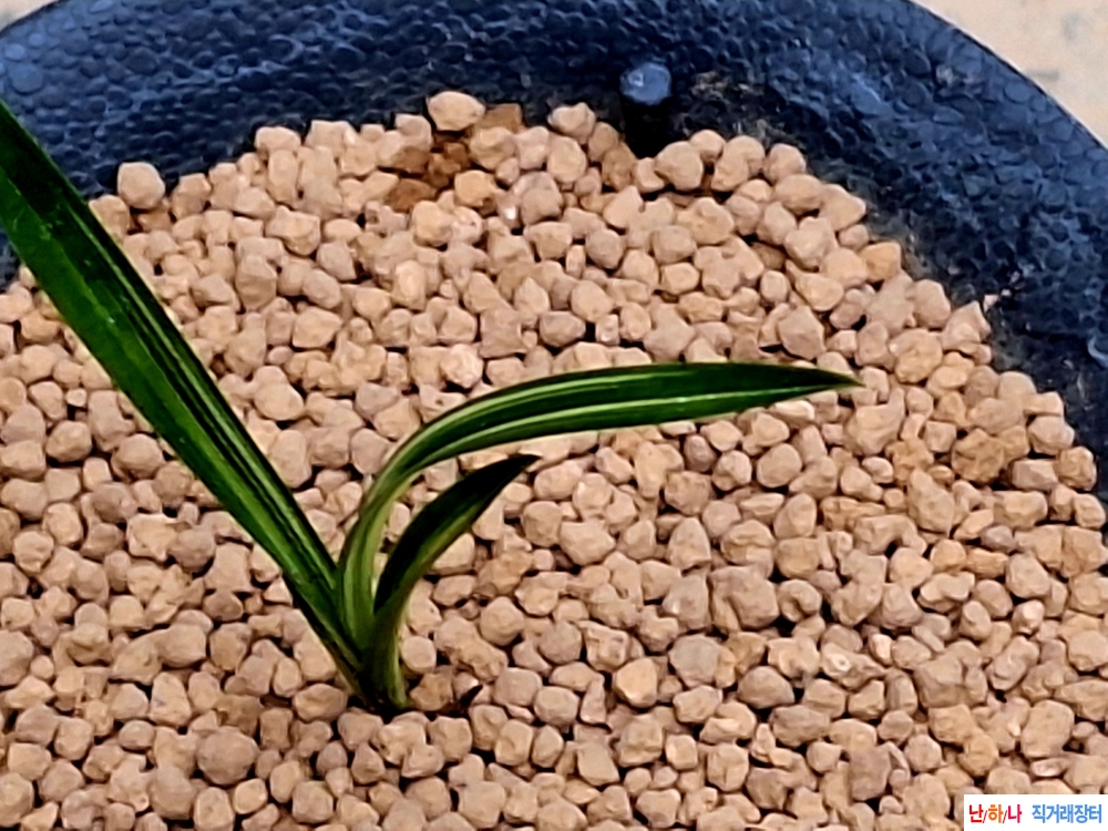 작년산채입변중투