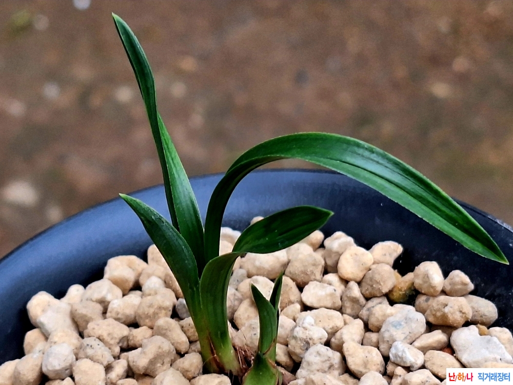 단엽성두화변반물