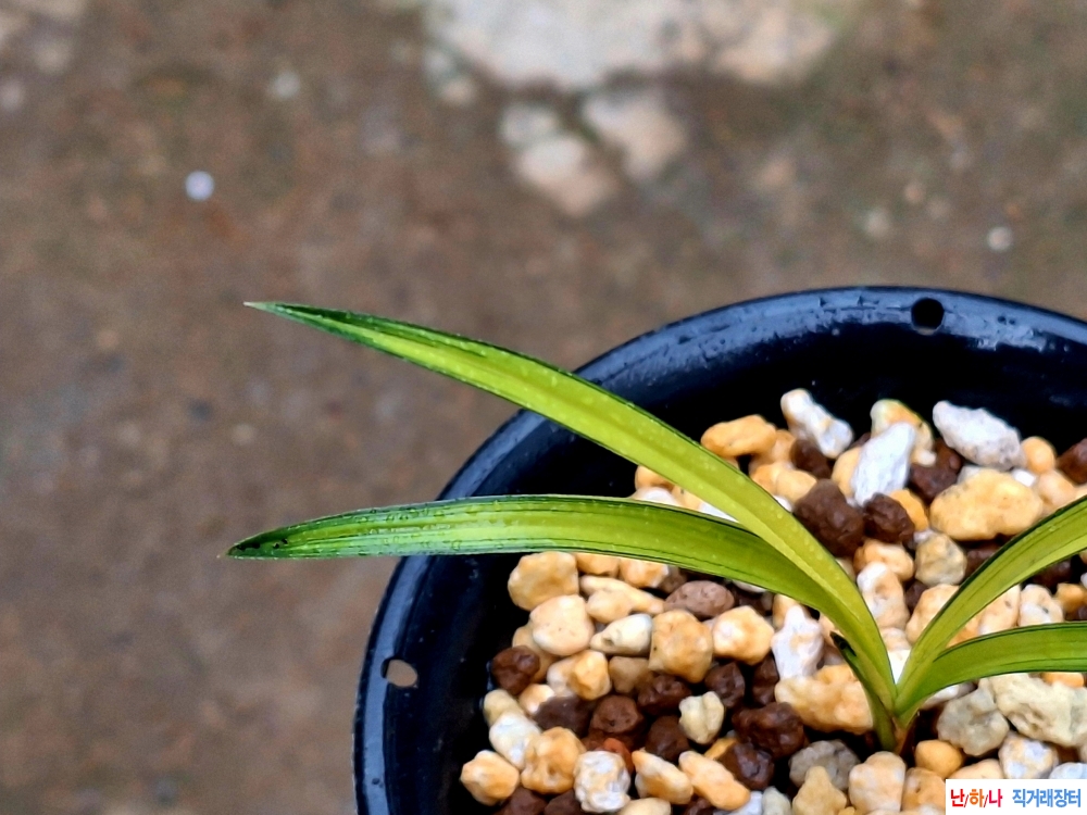 까닥지극황반중투