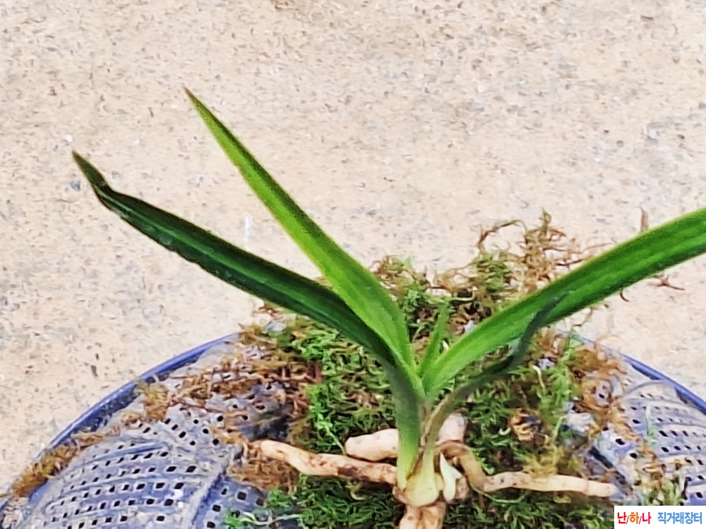 산채생강특서반