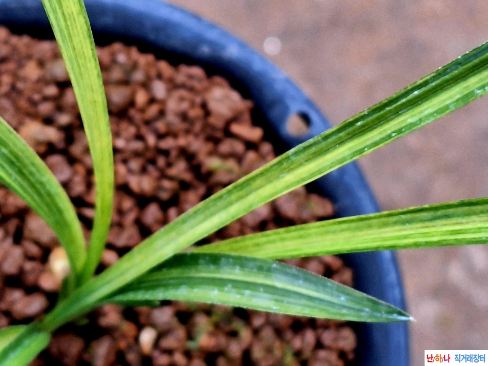 특종자 금계녹호산반