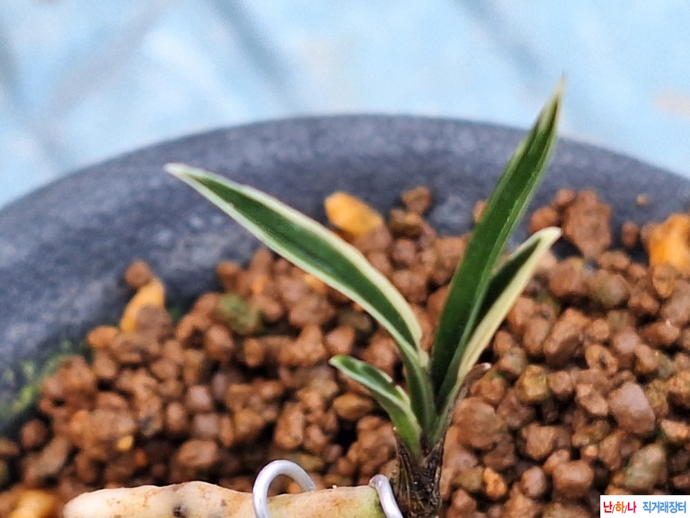 단엽변산반복륜