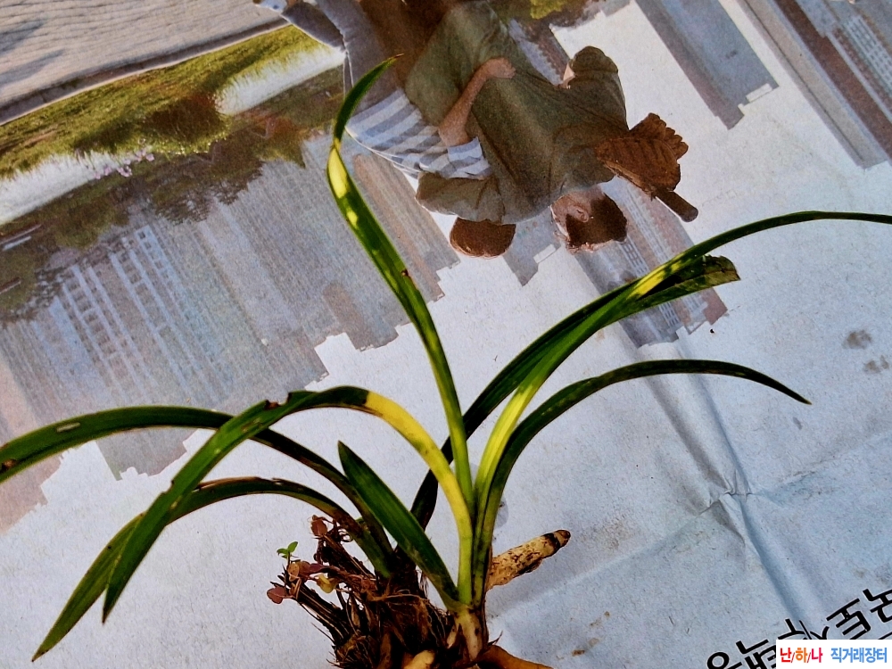 화단에서터져나온호반