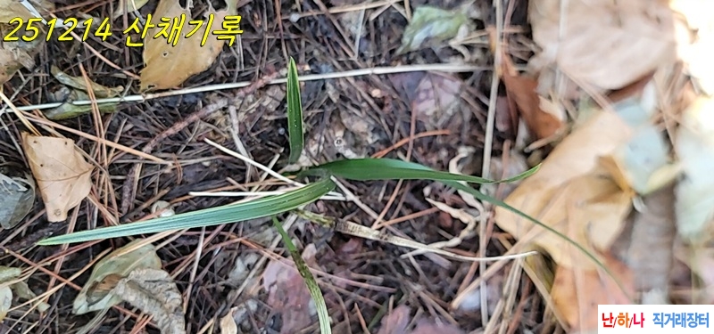 경남 진주 산채 연복륜