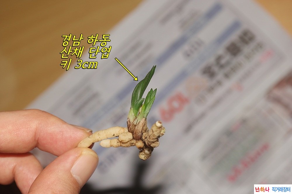 하동 산채 두화변 단엽