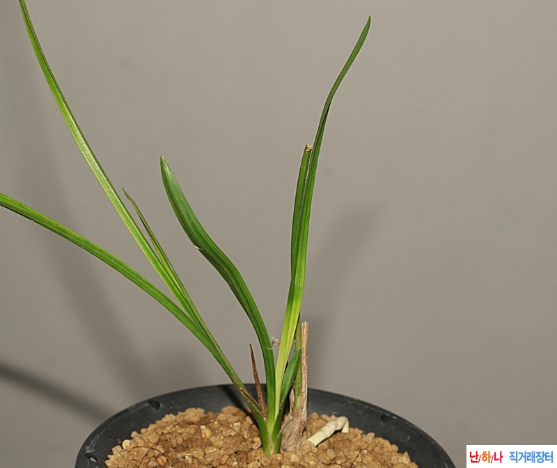 작년산채 서반성입변