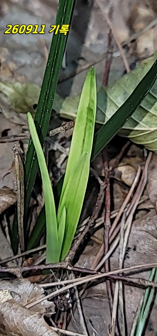 하동 산채 서반