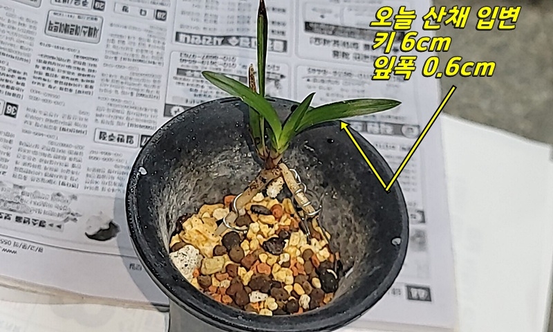 산채 아담한 환엽변