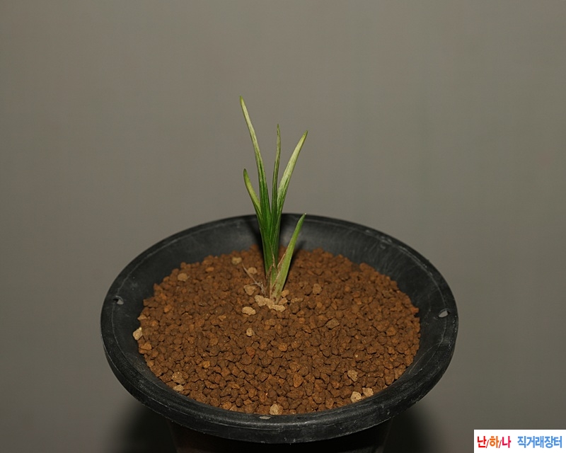 종자성 좋은 산채 산반