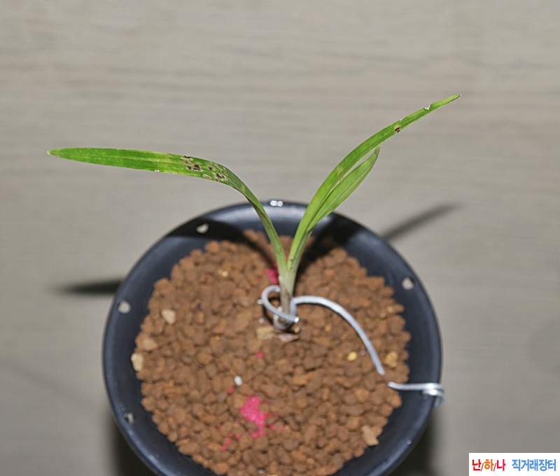 산채 서반 색화반