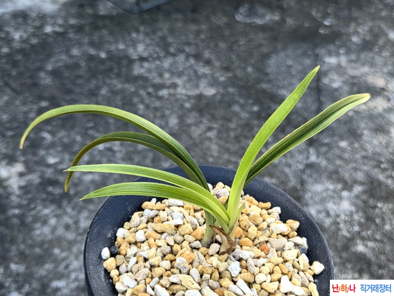 종자목 서산반