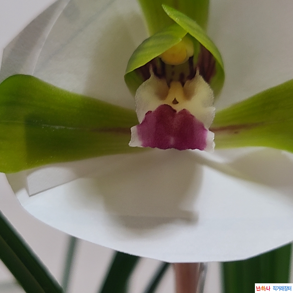 산채 원본 색설화