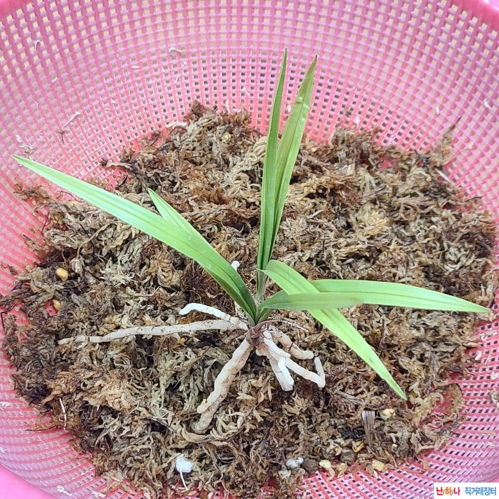 산채 서반