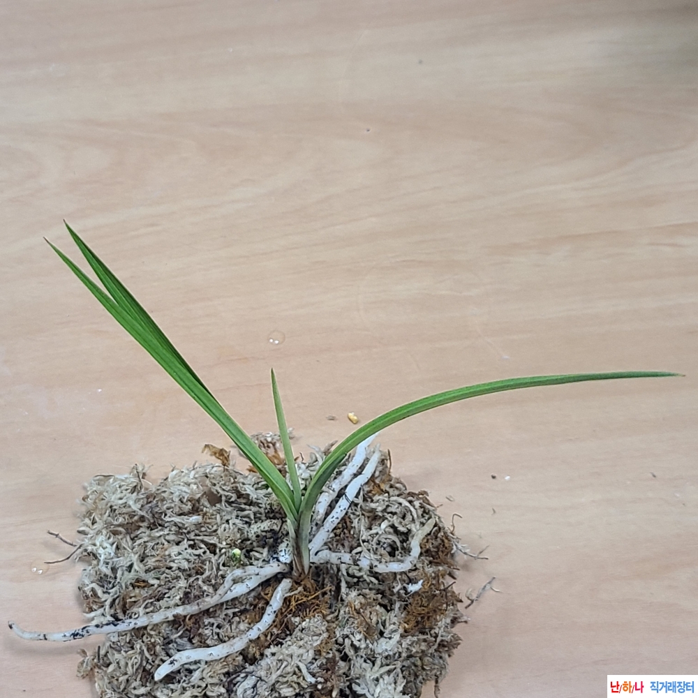 산채 까닥지 서산반