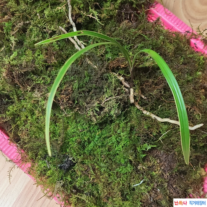산채 생강 황복륜