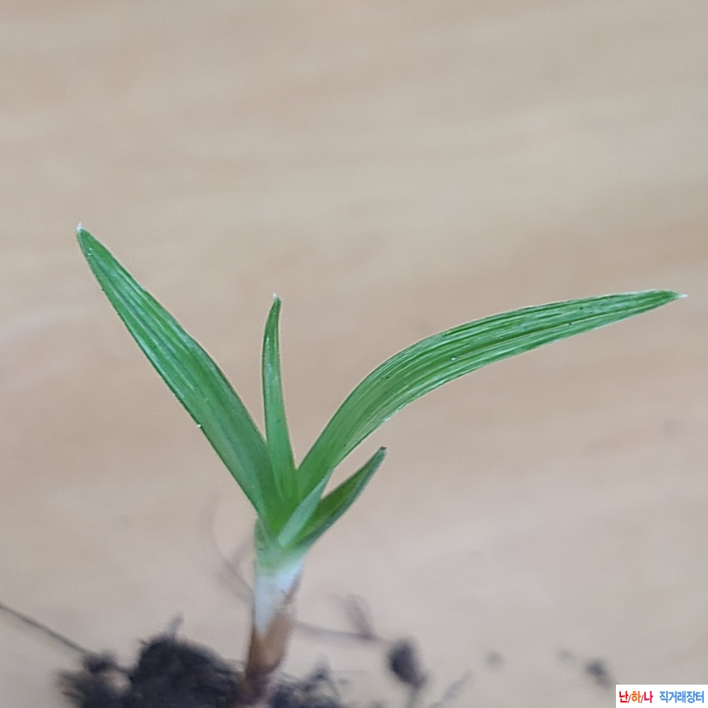 산채 전면산반