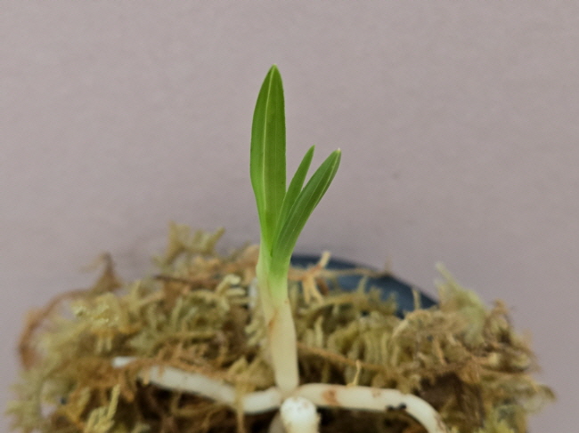 산채품