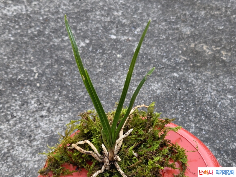 산채품 젓가락 마루변