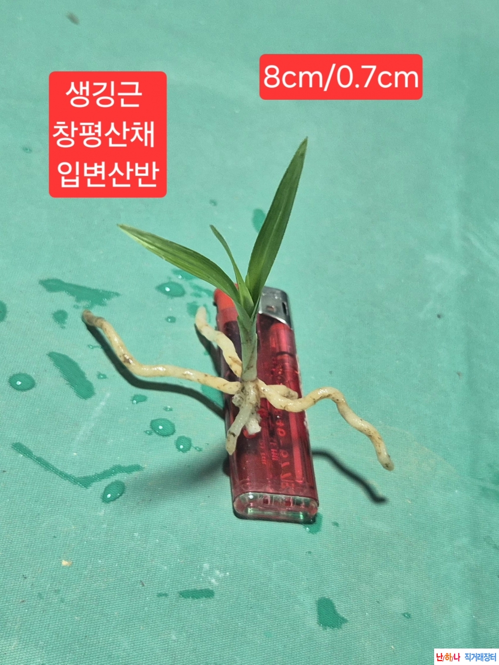 산채입변