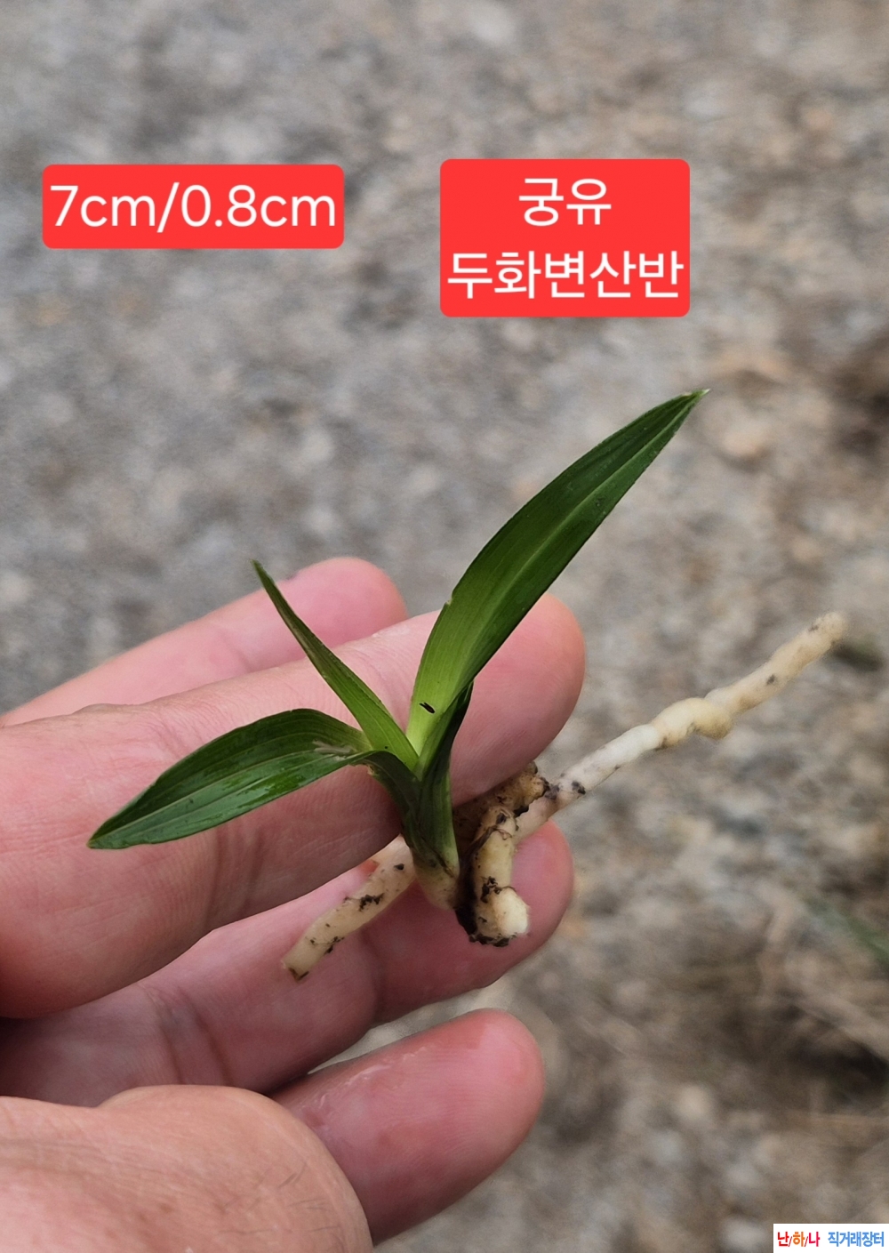 산채두화변