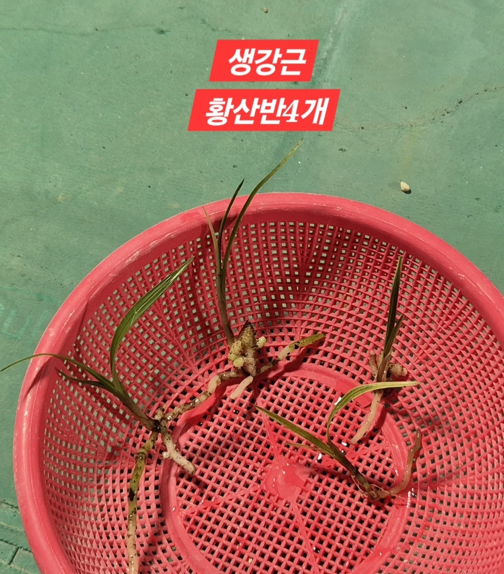 생강근