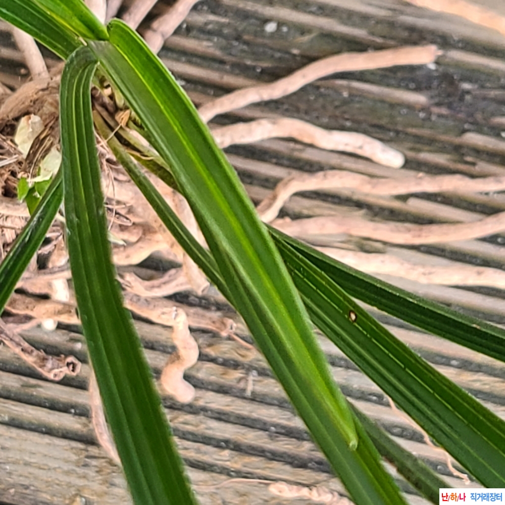 산채 산반에 산반화