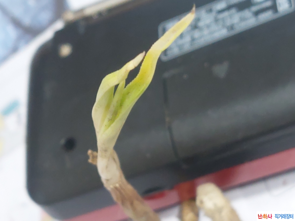 산채 까닥지 입변 서반