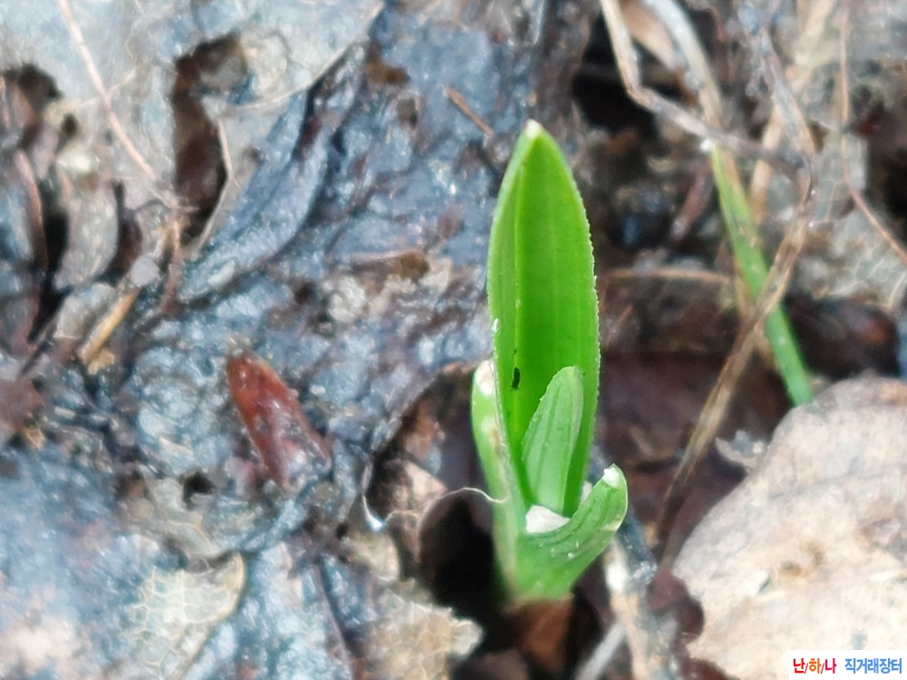 산채골깊은단엽성
