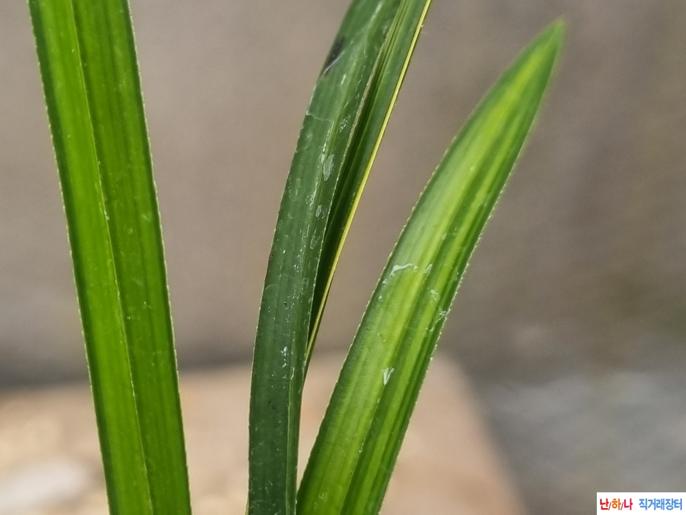 생강출발 입변중투