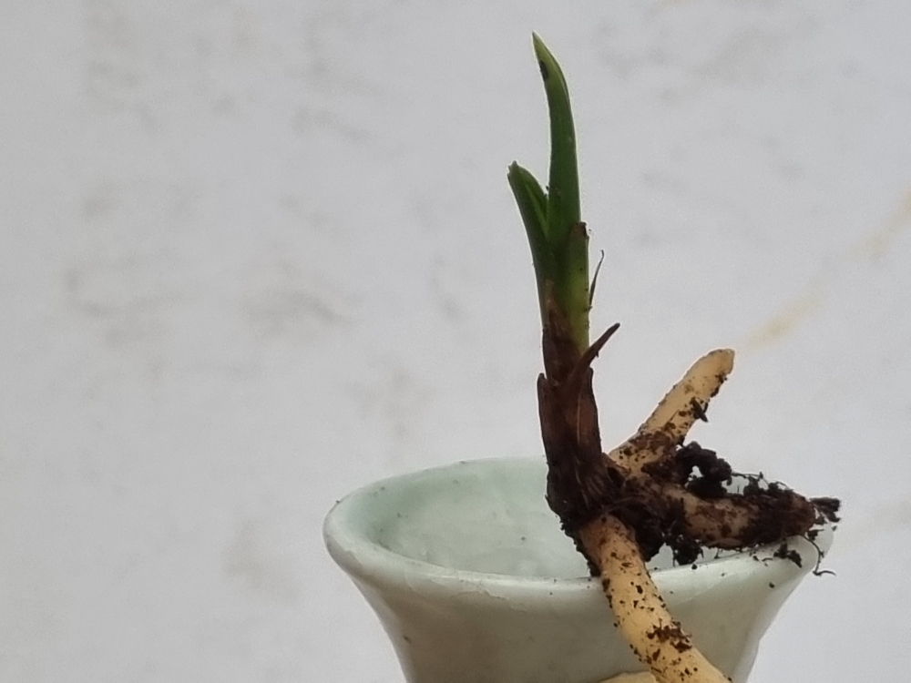 산채 유묘단엽