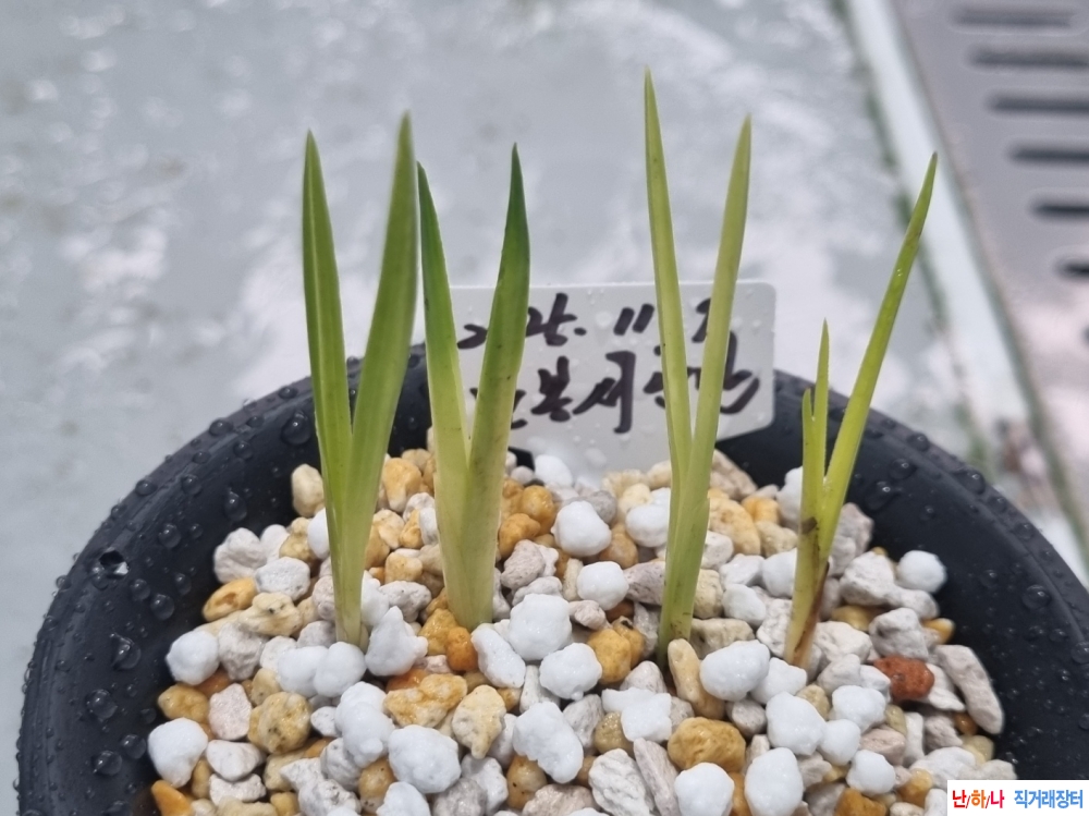 (산채)남원 말봉 서산?