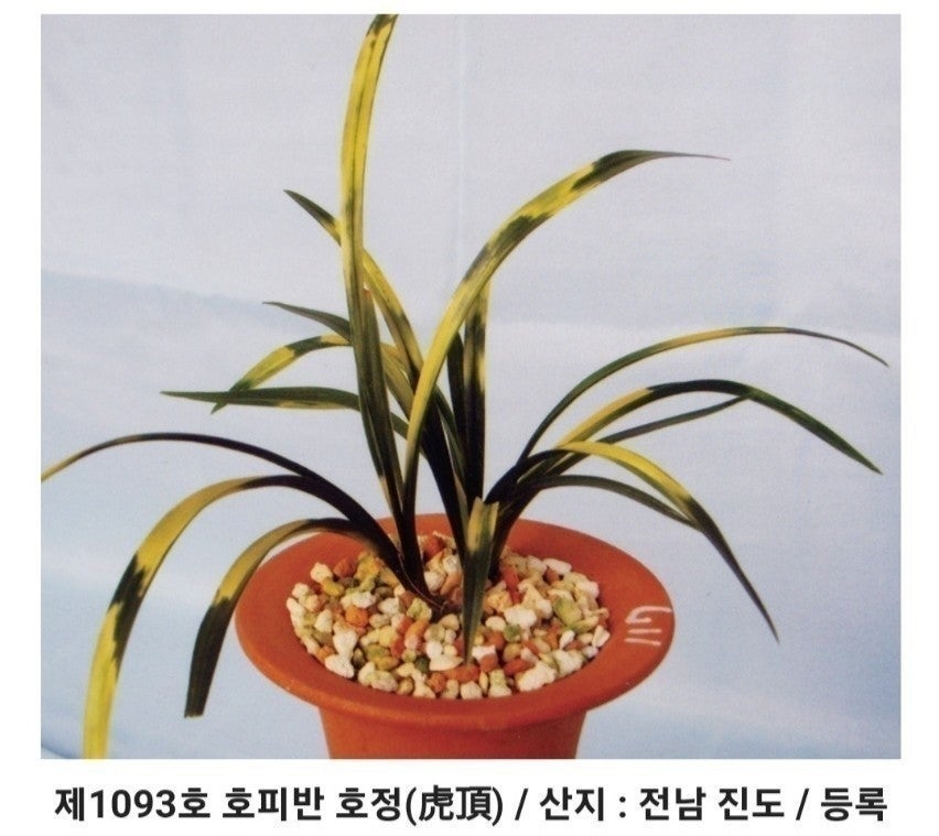 호피반 호정