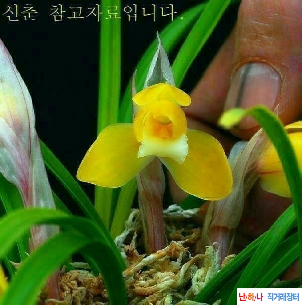 황화소설