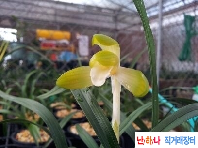 주금소심
