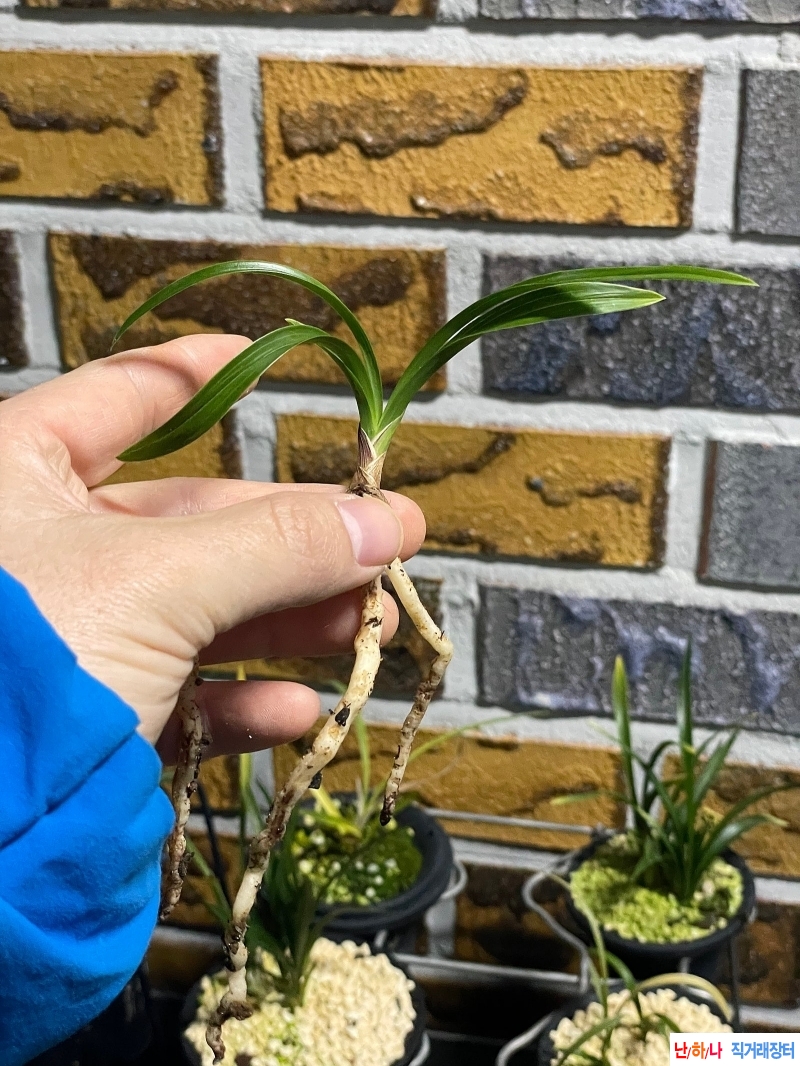 환엽산반