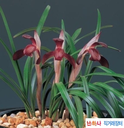 자화색설화