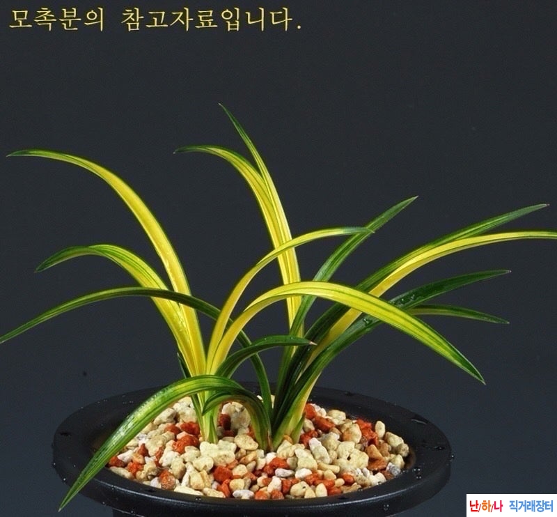 산반중투