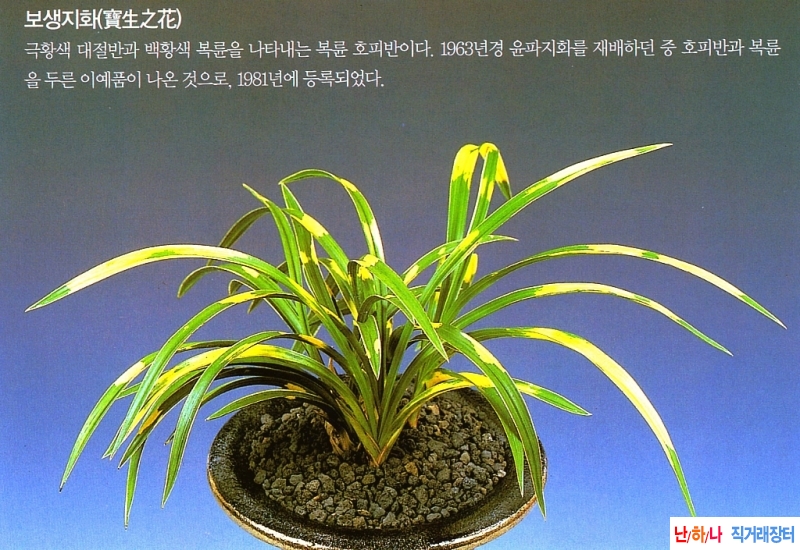 복륜호피반