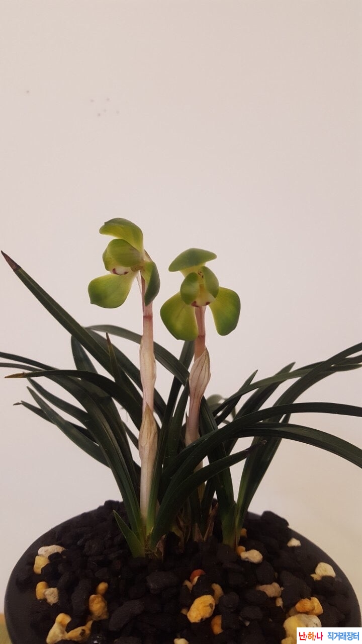 두화원판화2품종