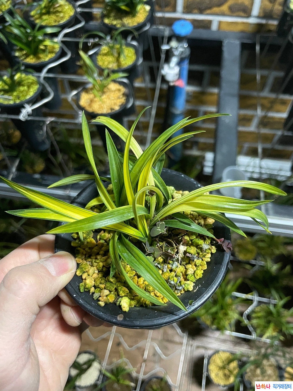 특극황서반중투