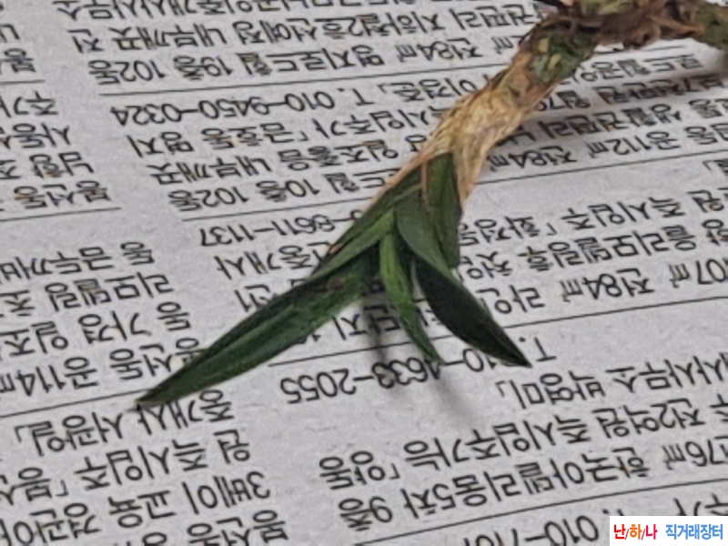 산채품