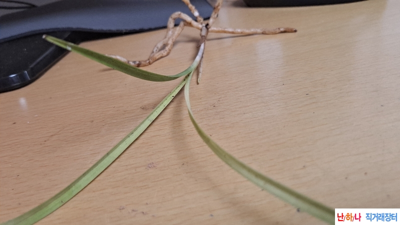 산채품