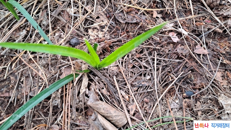 산채품