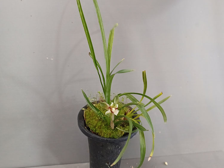 삼설기화