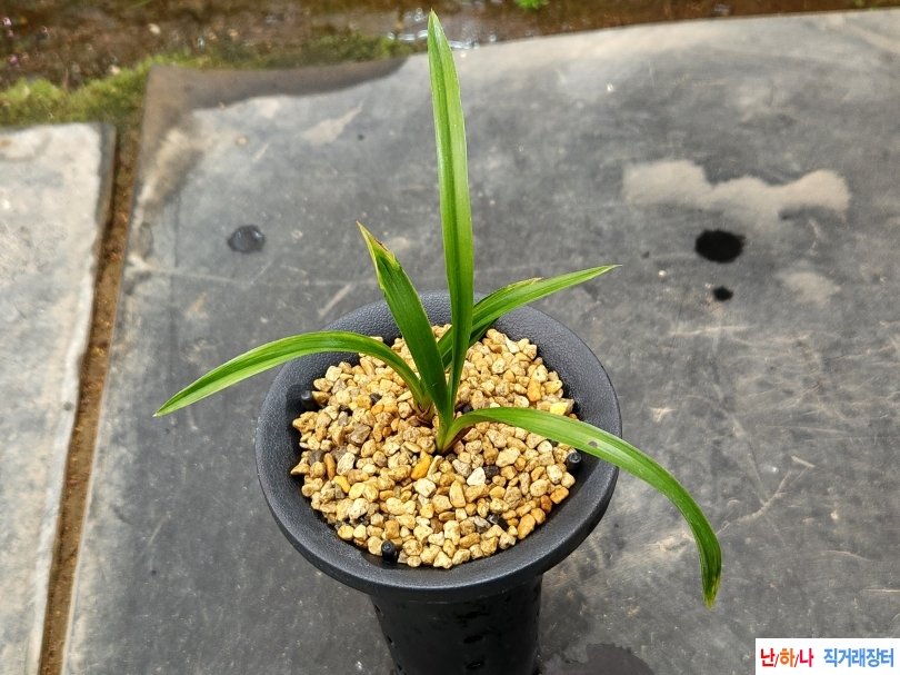 입변 산반성 수정호