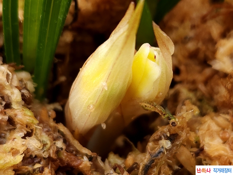 무명 색감좋은 황화(꽃?